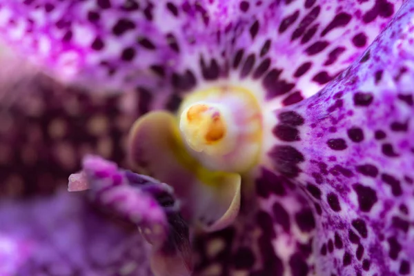 Ascocenda, hybridní orchideje rod, Ascocenda princezna Mikasa Sapphi — Stock fotografie