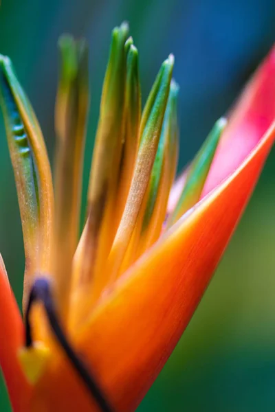 Oiseau de paradis fleur, Strelitzia reginae gros plan — Photo