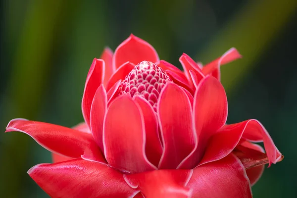 Exotic Red Torch Ginger Flower Blossom Etlingera elatior — Stock Photo, Image