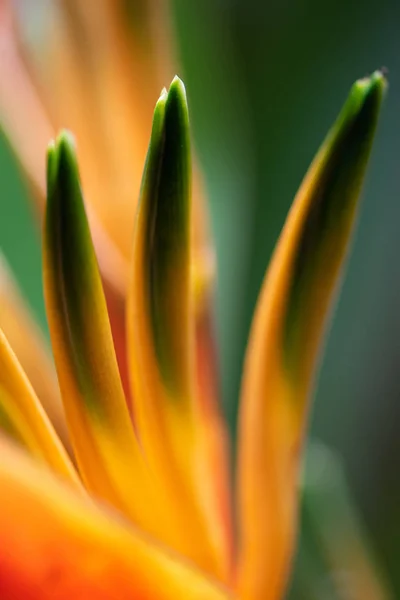 Pássaro do paraíso flor, Strelitzia reginae close-up — Fotografia de Stock