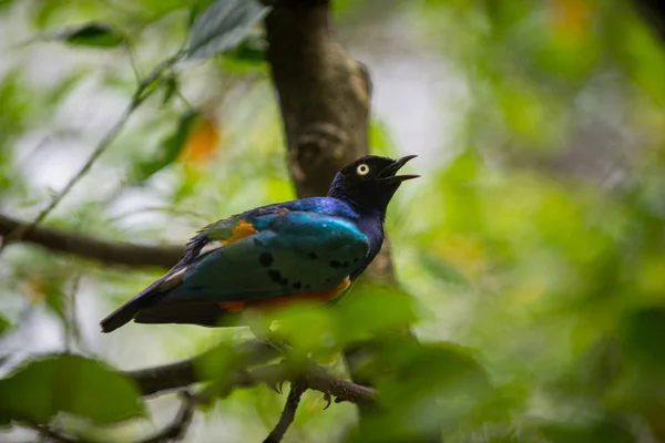 Driekleurige glansspreeuw, Lamprotornis superbus, — Stockfoto