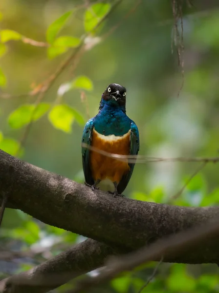 Superb starling, Lamprotornis superbus, — Stock Photo, Image