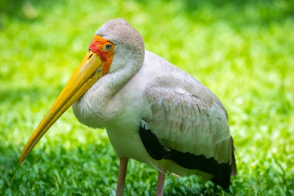 Bocian żółtodzioby, Mycteria ibis — Zdjęcie stockowe