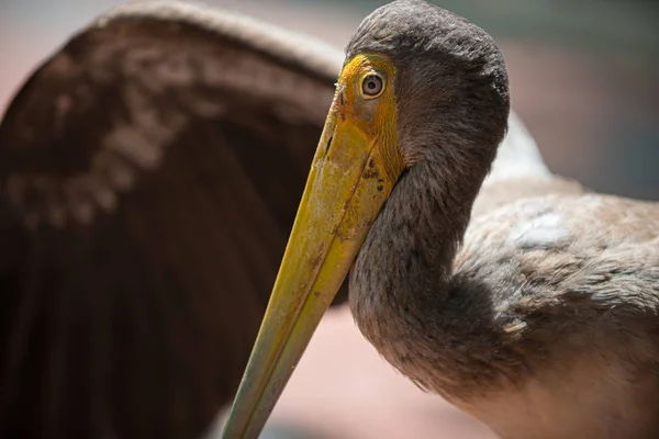 เหลือง Billed Stork หญิง — ภาพถ่ายสต็อก