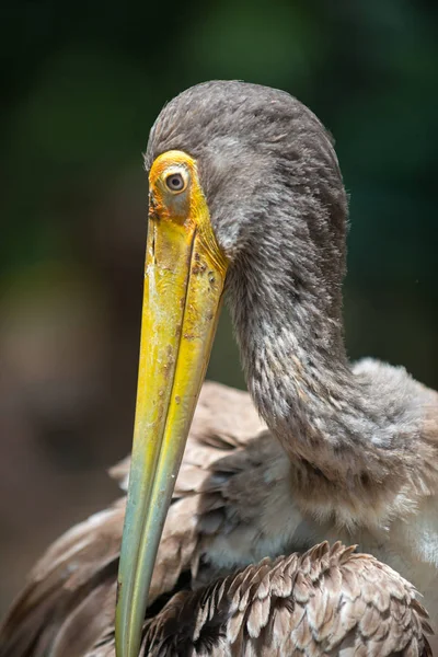 เหลือง Billed Stork หญิง — ภาพถ่ายสต็อก