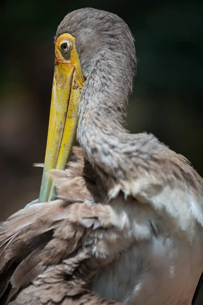 Yellow Billed Stork Female — Stock Photo, Image