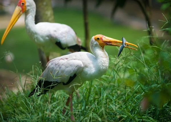 Cegonha-de-bico-amarelo, Mycteria ibis — Fotografia de Stock