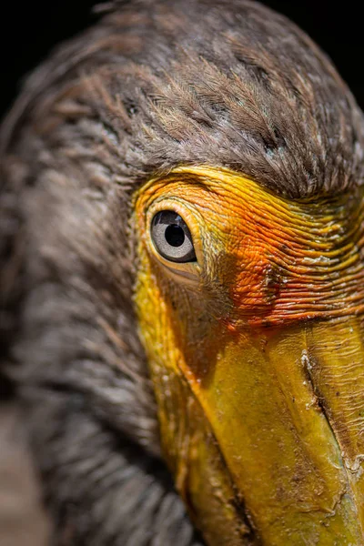 Żółtodzioby bocian — Zdjęcie stockowe