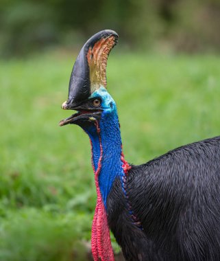 Güney Cassowary Bird Casuarius casuarius çift wattled casso