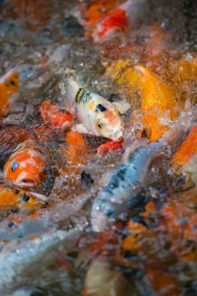 Carpa Koi Patrón de fondo — Foto de Stock