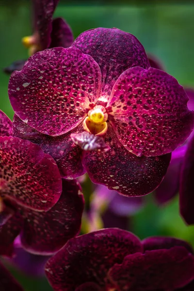 Purple Orchid Vanda Burgundy — Stock Photo, Image