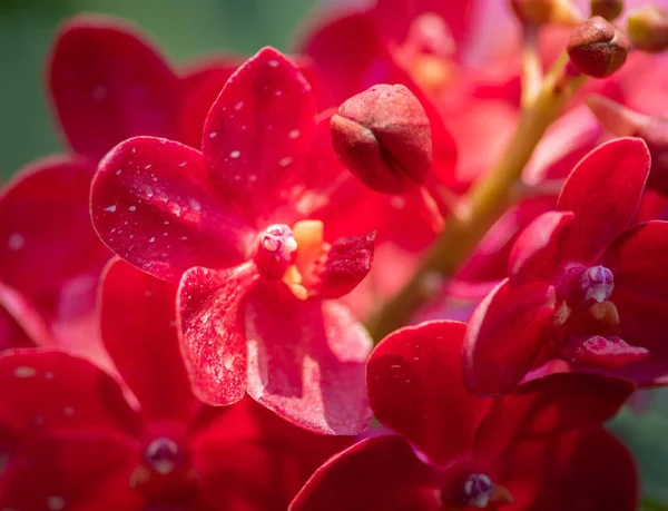 Orquídea Vermelha Ascocenda Laksi Orquídea Vandaciosa Vermelha — Fotografia de Stock