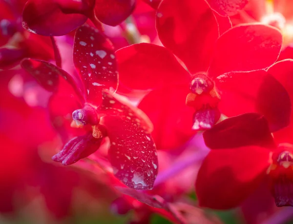 Orquídea Vermelha Ascocenda Laksi Orquídea Vandaciosa Vermelha — Fotografia de Stock