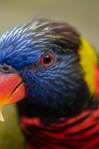 Hindistan cevizi lori kuş Yakın çekim Trichoglossus haematodus — Stok fotoğraf