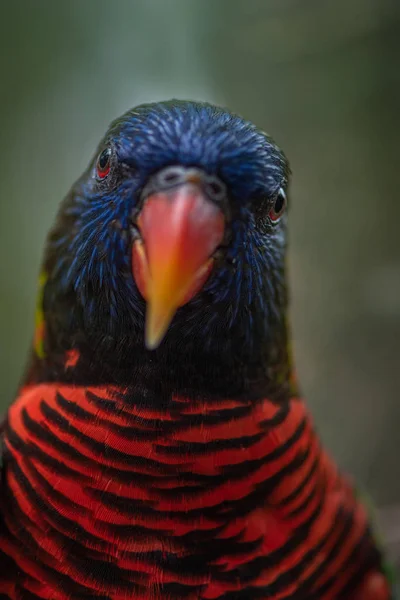 Coconut lorikeet Bird Close-up  Trichoglossus haematodus — Stock Photo, Image