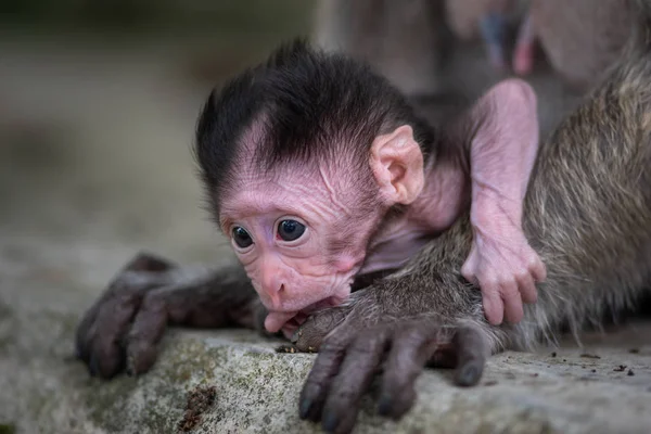 Krabbätande makak, Macaca sidenört mamma och en bebis — Stockfoto