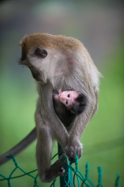 Krabbätande makak, Macaca sidenört mamma och en bebis — Stockfoto