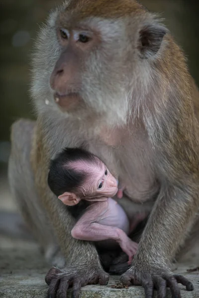 Krabbätande makak, Macaca sidenört mamma och en bebis — Stockfoto