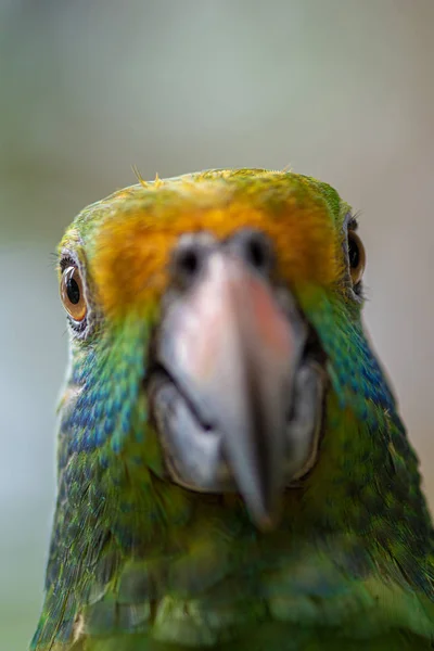 Синещёкий амазон Parrot Amazona dufresniana — стоковое фото