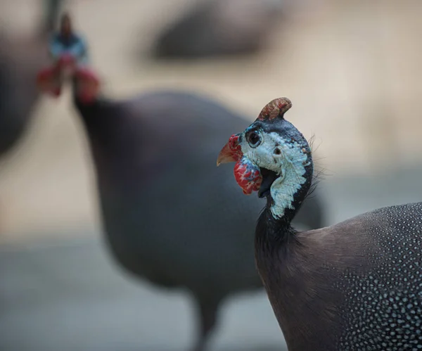 Helmeted Guineafowl Birds Numida meleagris, — Stock Photo, Image