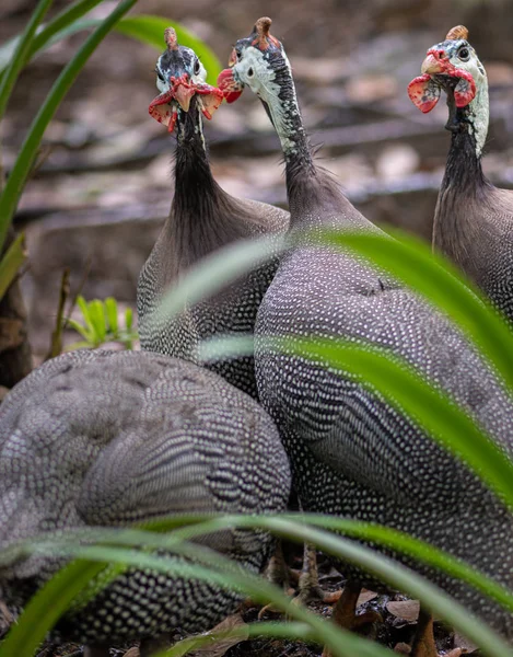 Helmeted Guineafowl ptaki Numida miszagris, — Zdjęcie stockowe