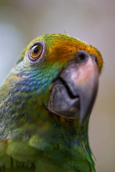 Синещёкий амазон Parrot Amazona dufresniana — стоковое фото