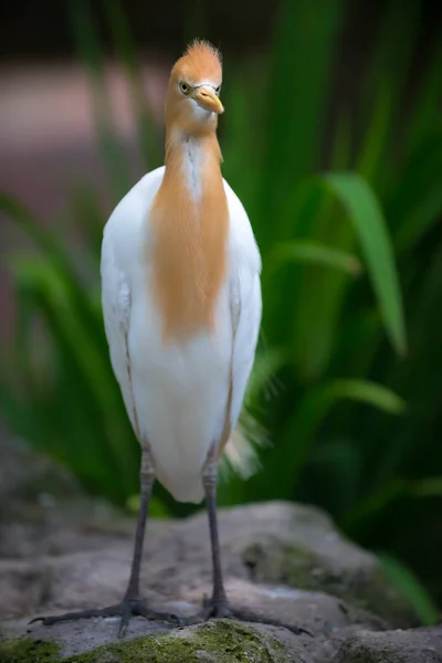 Eastern cattle egret, Bubulcus coromandus, — Stock Photo, Image