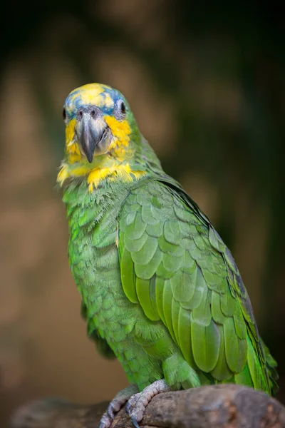 Оранжевый крылатый амазон Parrot Amazona amazonica — стоковое фото