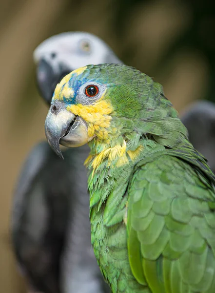 Orange Skrzydlata Amazon Parrot Amazona Amazonica — Zdjęcie stockowe