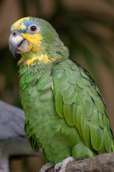 Orange Skrzydlata Amazon Parrot Amazona Amazonica — Zdjęcie stockowe