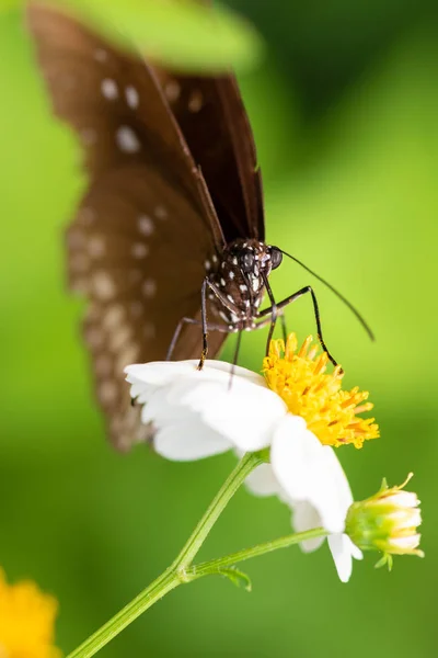 Büyük eggfly, mavi ay kelebeği, Hypolimnas bolina, kadın — Stok fotoğraf