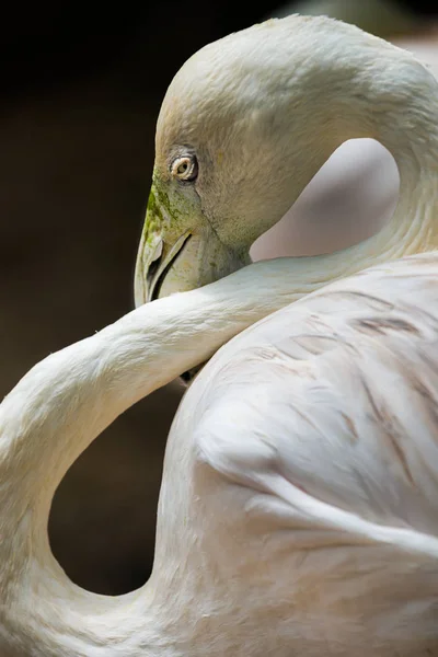 Greater flamingo, Phoenicopterus roseus, — Stock Photo, Image