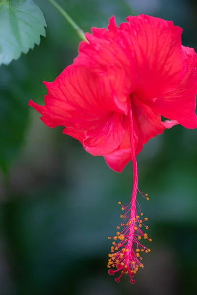 Hibisco, Hibisco rosa-sinensis — Fotografia de Stock