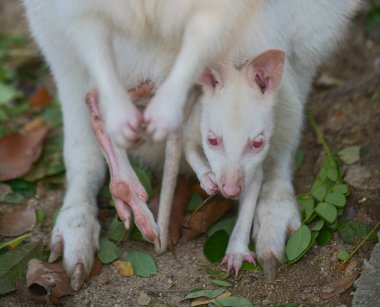Albino kangurusu ve bebek. 