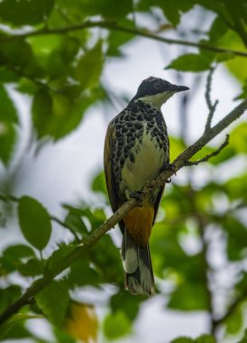Pullu göğüslü bülbül (Pycnonotus squamatus)