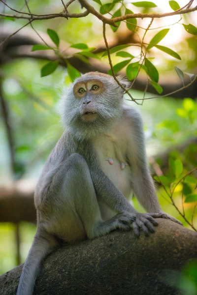 Crab eating macaque, Macaca fascicularis, adult female — Stock Photo, Image