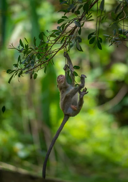Краб ест макак, Macaca fascicularis, Baby monkey hangs down — стоковое фото
