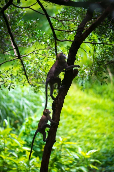 Cangrejo comiendo macaco, Macaca fascicularis Bebé y madre trepadora —  Fotos de Stock