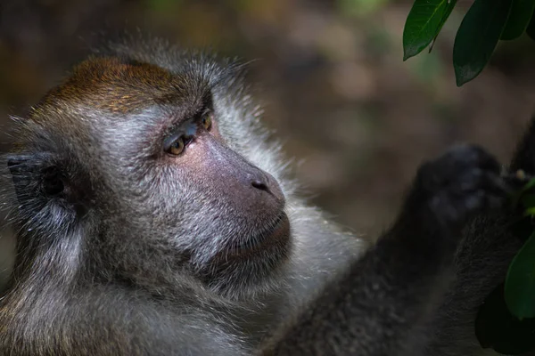 Crab eating macaque, Macaca fascicularis, — Stock Photo, Image