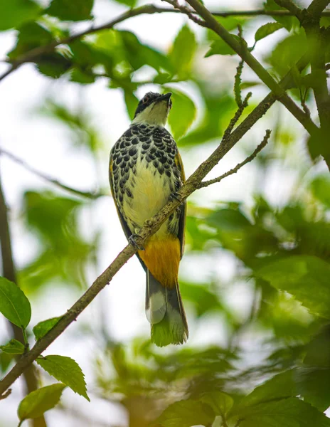 Bulbul à poitrine squameuse, Pycnonotus squamatus — Photo