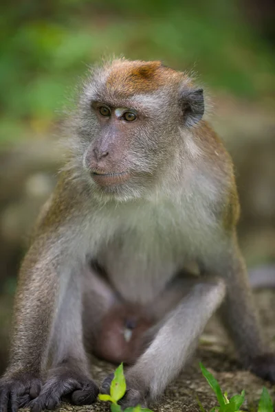 Crab eating macaque, Macaca fascicularis, Мужской — стоковое фото