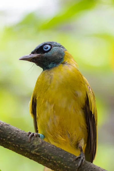 黒頭ヒヨドリ, Pycnonotus atriceps, — ストック写真