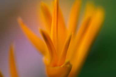 kuş cenneti, STERLİÇYA Viktorya