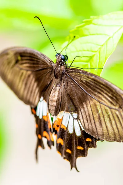 Великий мормонів, папліо Мемнона метелик макрос — стокове фото