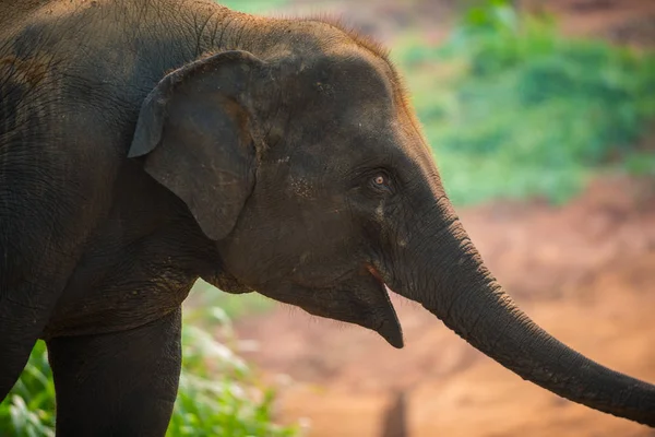 Yavru fil , Elephas maximus,