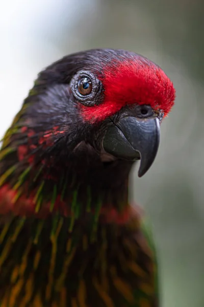 Yelowish-streszany Lory, Chalcopsitta scintillata — Zdjęcie stockowe