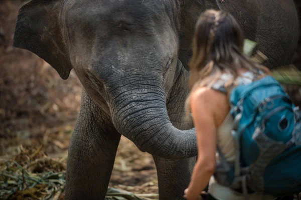 Tourist Backpacker interacting with Baby elephant, Elephas maxim — Stock Photo, Image