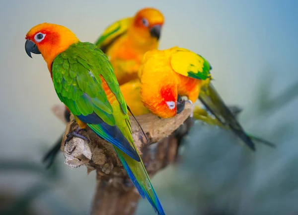 Солнечные попугаи, Aratiinga solstitialis , — стоковое фото