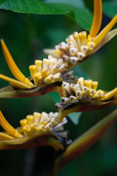 Paratiisilintu, Strelitzia Reginae — kuvapankkivalokuva