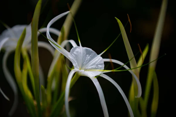 Spinnenlilie, Hymenocallis, — Stockfoto